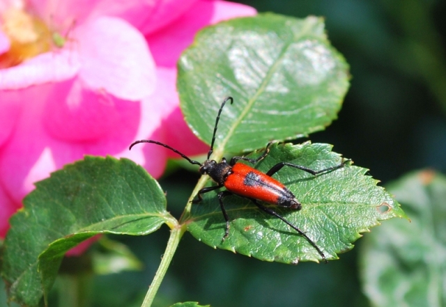 Stictoleptura cordigera